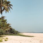 trees near seashore